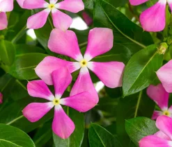 Dehner Sommerblumen - Catharanthus 'Soiree' Rosa