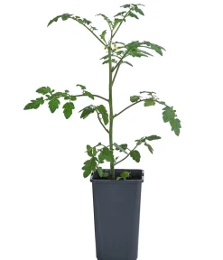 Dehner Auberginen- & Tomatenpflanzen - Cherrytomate 'Pepe' Rot