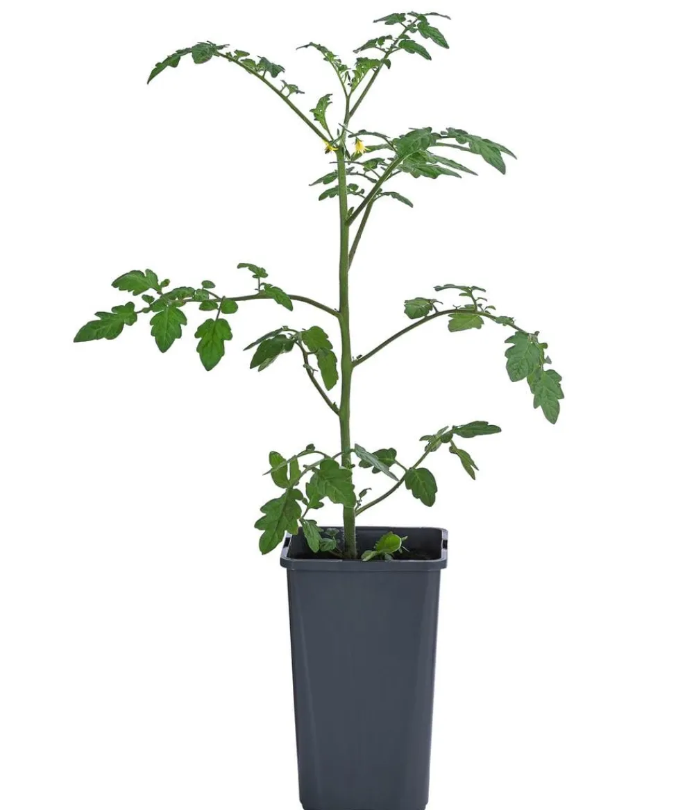 Dehner Auberginen- & Tomatenpflanzen - Cherrytomate 'Pepe' Rot