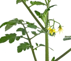 Dehner Auberginen- & Tomatenpflanzen - Cherrytomate 'Pepe' Rot
