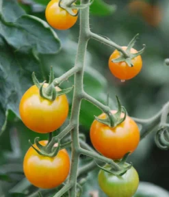 Dehner Cherrytomate 'Sungold' Gelb New