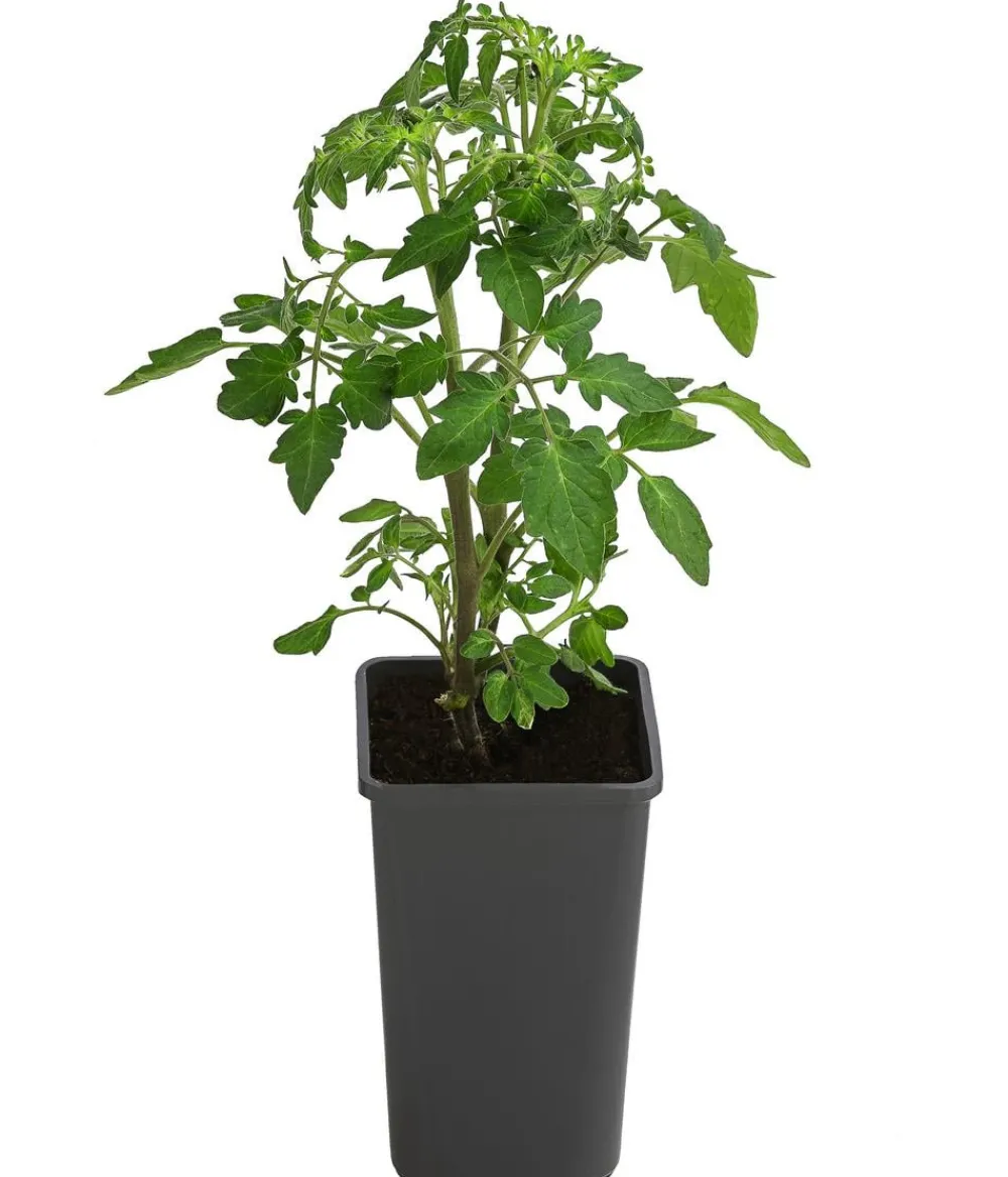 Dehner Cherrytomate 'Sungold' Gelb New