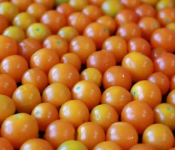 Dehner Cherrytomate 'Sungold' Gelb New