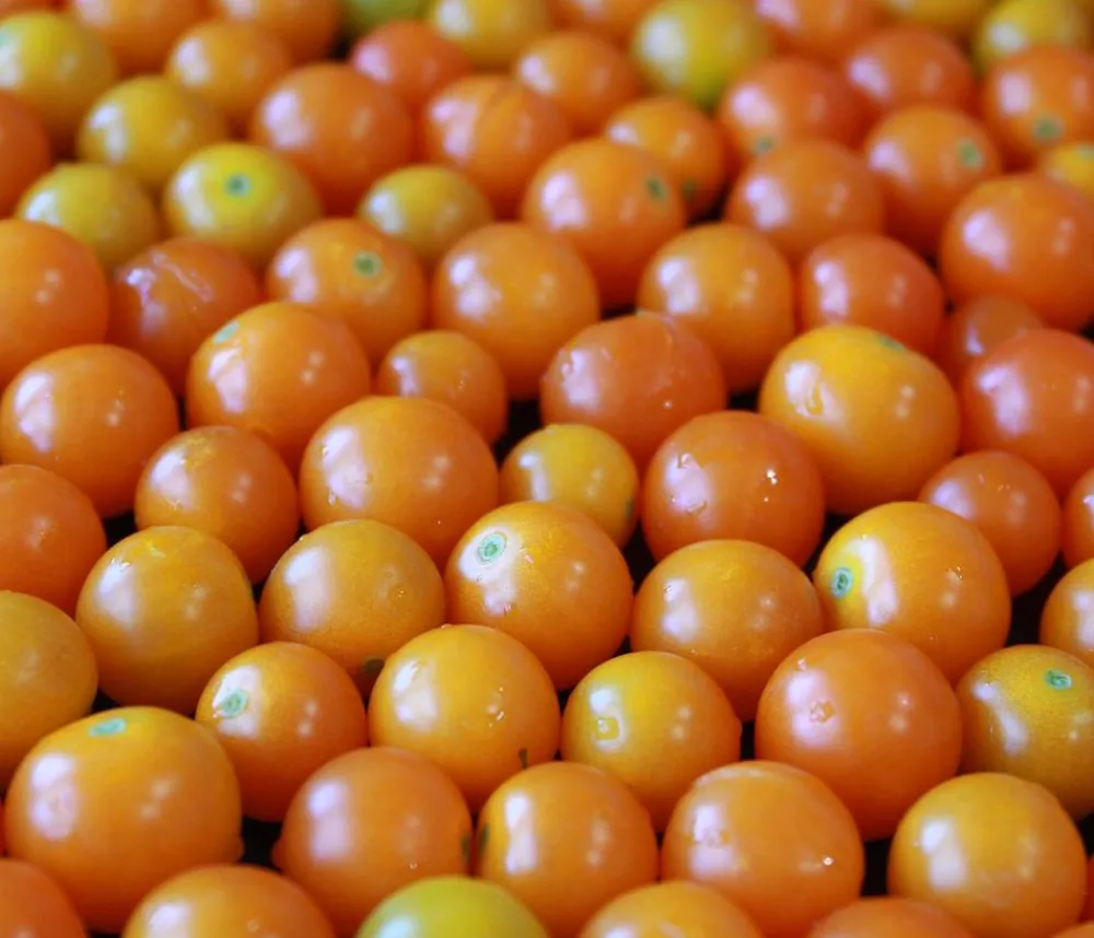 Dehner Cherrytomate 'Sungold' Gelb New