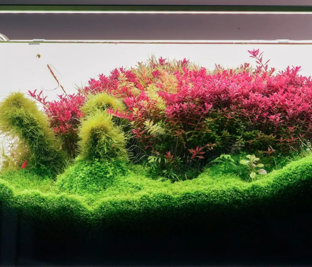 Chihiros Aquariumbeleuchtung LED-System B Serie Silber