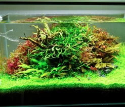 Chihiros Beleuchtung - Aquariumbeleuchtung LED-System A II Serie Schwarz