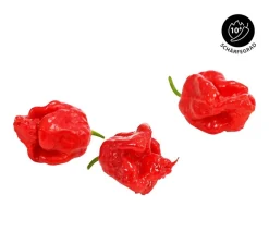 Dehner Peperoni- & Paprikapflanzen > Chili 'Carolina Reaper'