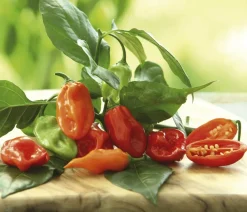 Dehner Peperoni- & Paprikapflanzen - Chili 'Habanero', Orange