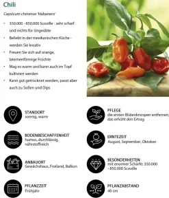 Dehner Peperoni- & Paprikapflanzen - Chili 'Habanero', Orange