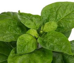 Dehner Peperoni- & Paprikapflanzen - Chili 'Habanero', Orange