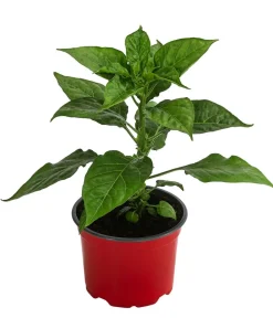 Dehner Chili 'Habanero', Rot New