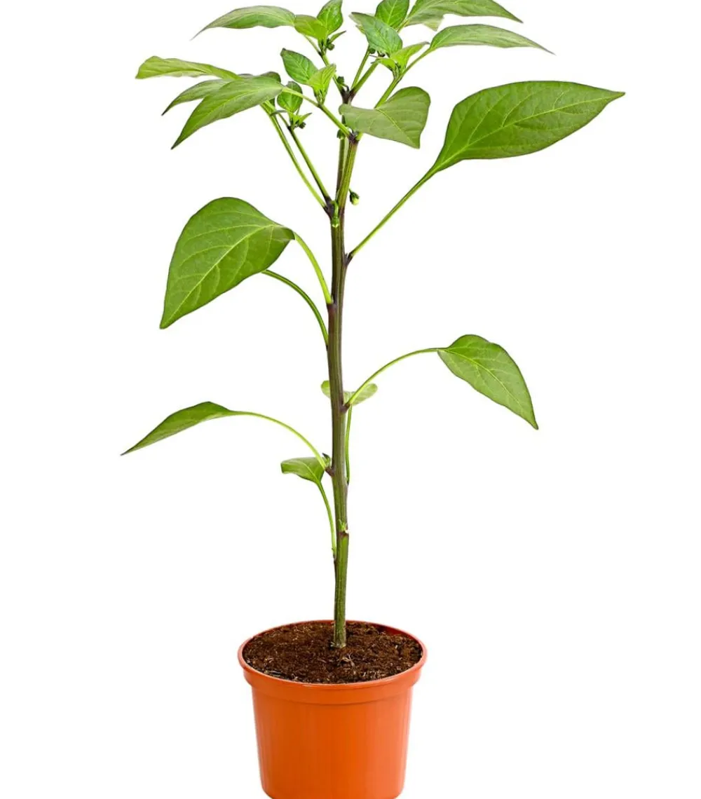 Dehner Chili 'Jalapeño' Rot Outlet