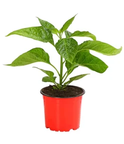 Dehner Peperoni- & Paprikapflanzen - Chili 'Scotch Bonnet' Orange