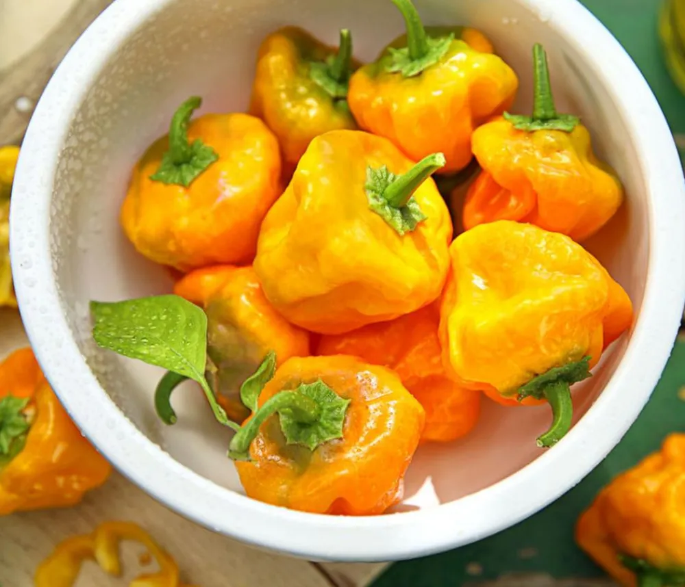 Dehner Peperoni- & Paprikapflanzen - Chili 'Scotch Bonnet' Orange
