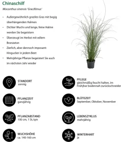 Dehner Gräser - Chinaschilf 'Gracillimus'