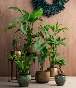 Dehner Bonsai > Chinesische Feige - Ficus microcarpa 'Ginseng'