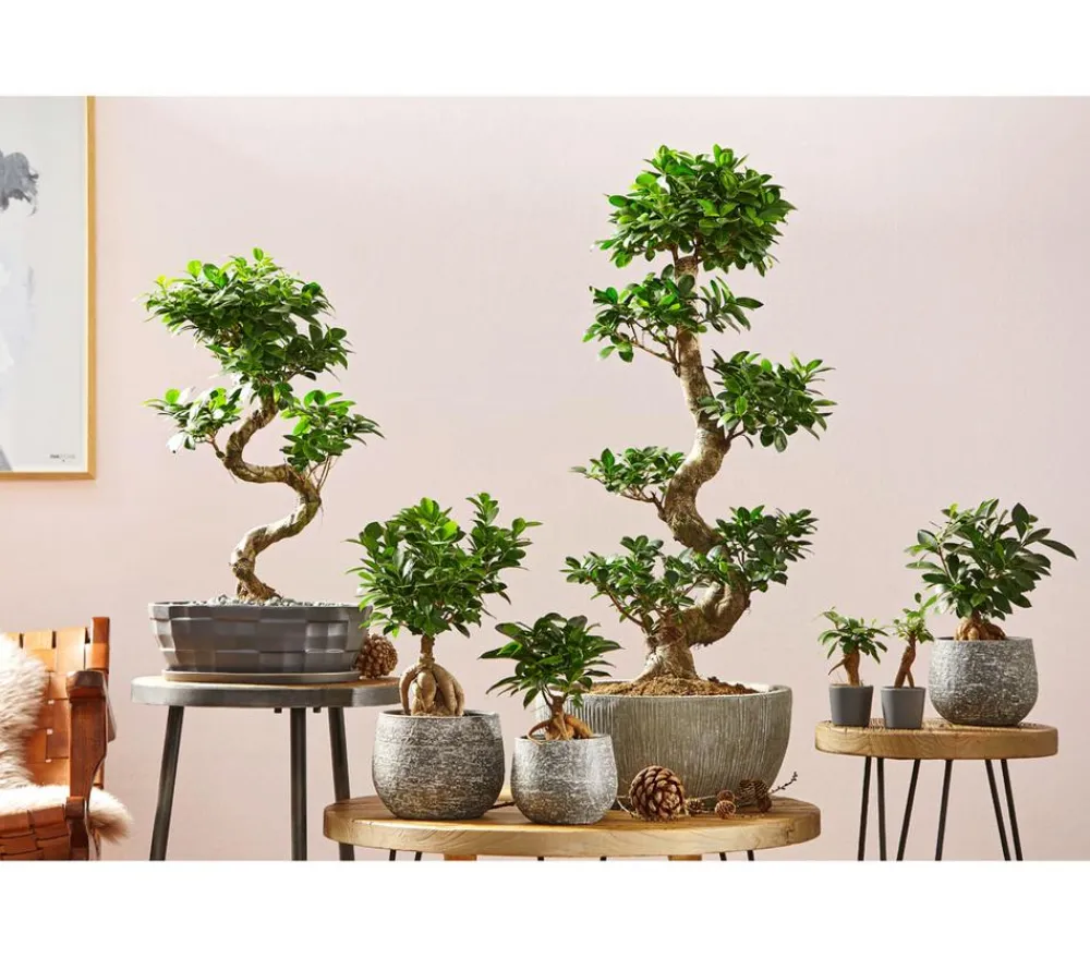 Dehner Bonsai > Chinesische Feige - Ficus microcarpa 'Ginseng'