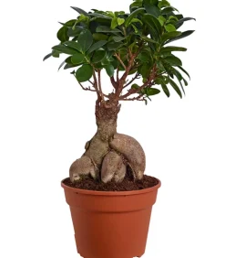 Dehner Bonsai > Chinesische Feige - Ficus microcarpa 'Ginseng'