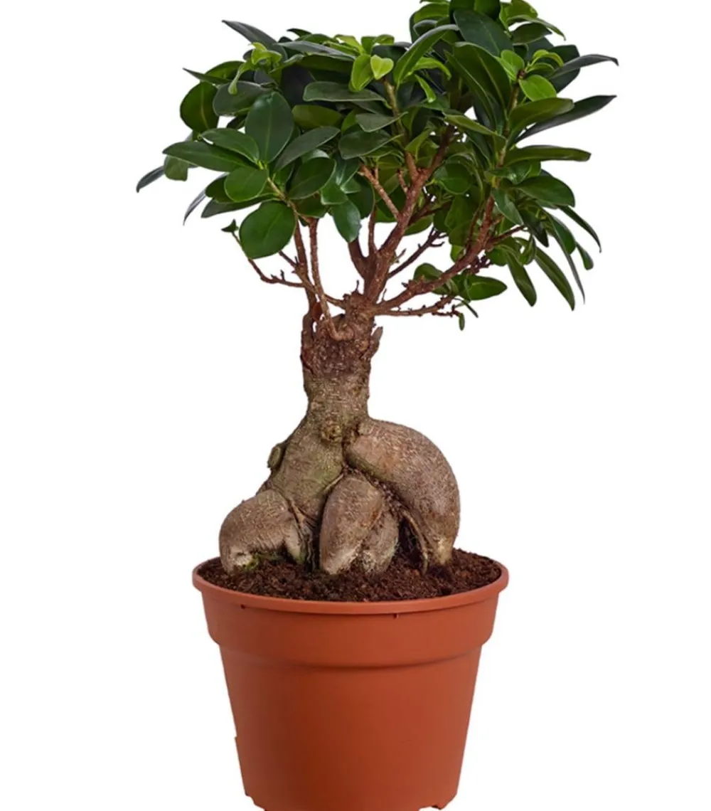 Dehner Bonsai > Chinesische Feige - Ficus microcarpa 'Ginseng'