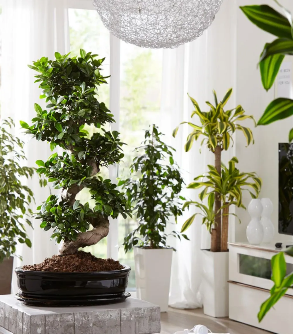 Dehner Bonsai > Chinesische Feige - Ficus microcarpa 'Ginseng', S-Form