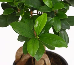 Dehner Chinesische Feige - Ficus microcarpa 'Ginseng' Dunkelgrün Clearance