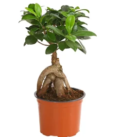 Dehner Chinesische Feige - Ficus microcarpa 'Ginseng' Dunkelgrün Clearance