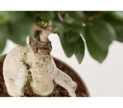 Dehner Bonsai > Chinesische Feige - Ficus microcarpa 'Ginseng', Schale