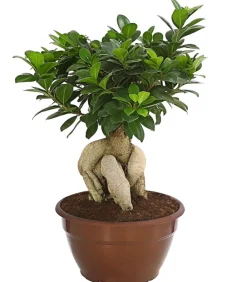 Dehner Chinesische Feige - Ficus microcarpa 'Ginseng', Schale Grün Hot
