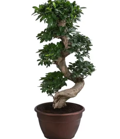 Dehner Bonsai - Chinesische Feige - Ficus microcarpa 'Ginseng', S-Form Grün