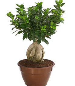 Dehner Bonsai - Chinesische Feige - Ficus microcarpa 'Ginseng', Schale Grün