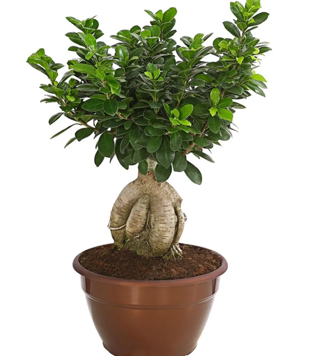 Dehner Bonsai - Chinesische Feige - Ficus microcarpa 'Ginseng', Schale Grün