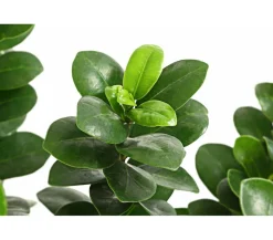 Dehner Bonsai - Chinesische Feige - Ficus microcarpa 'Ginseng', Schale Grün