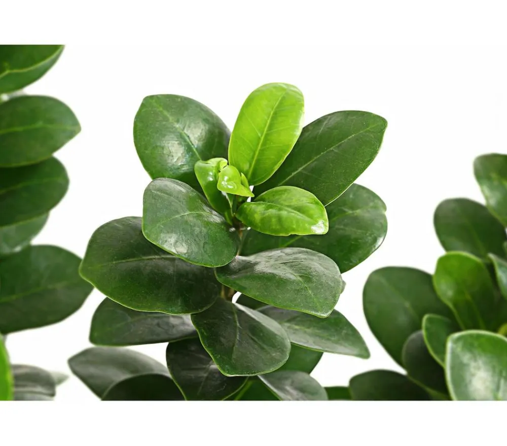 Dehner Bonsai - Chinesische Feige - Ficus microcarpa 'Ginseng', Schale Grün