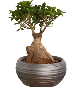 Dehner Chinesische Feige - Ficus microcarpa 'Ginseng', in Keramik, verschiedene Farben Grün Best