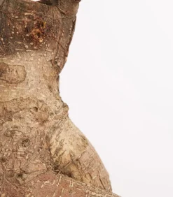 Dehner Chinesische Feige - Ficus microcarpa 'Ginseng', in Keramik, verschiedene Farben Grün Best