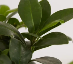 Dehner Chinesische Feige - Ficus microcarpa 'Ginseng', in Keramik, verschiedene Farben Grün Best