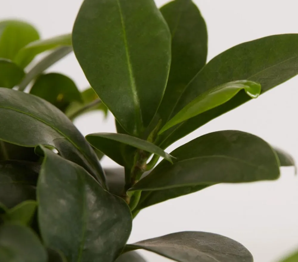 Dehner Chinesische Feige - Ficus microcarpa 'Ginseng', in Keramik, verschiedene Farben Grün Best