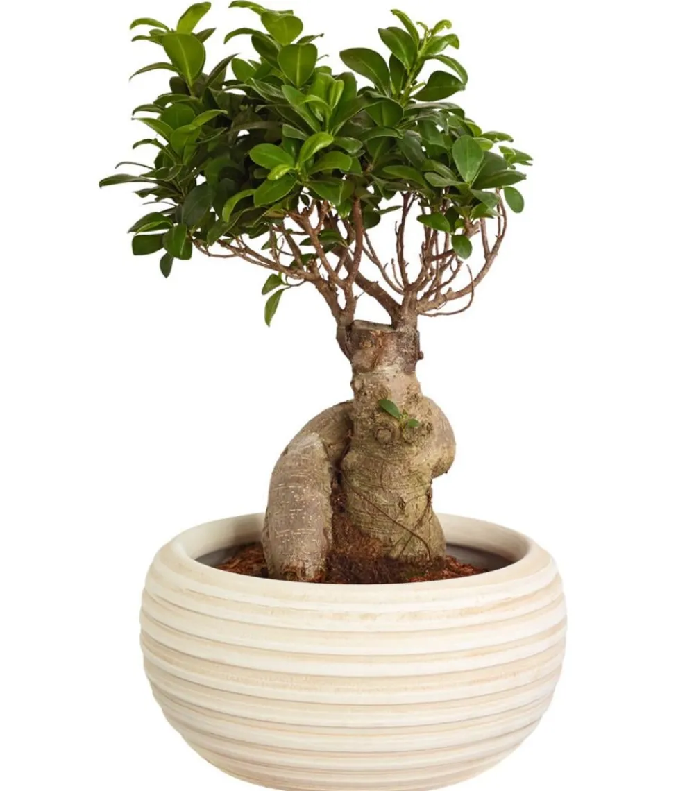Dehner Chinesische Feige - Ficus microcarpa 'Ginseng', in Keramik, verschiedene Farben Grün Best