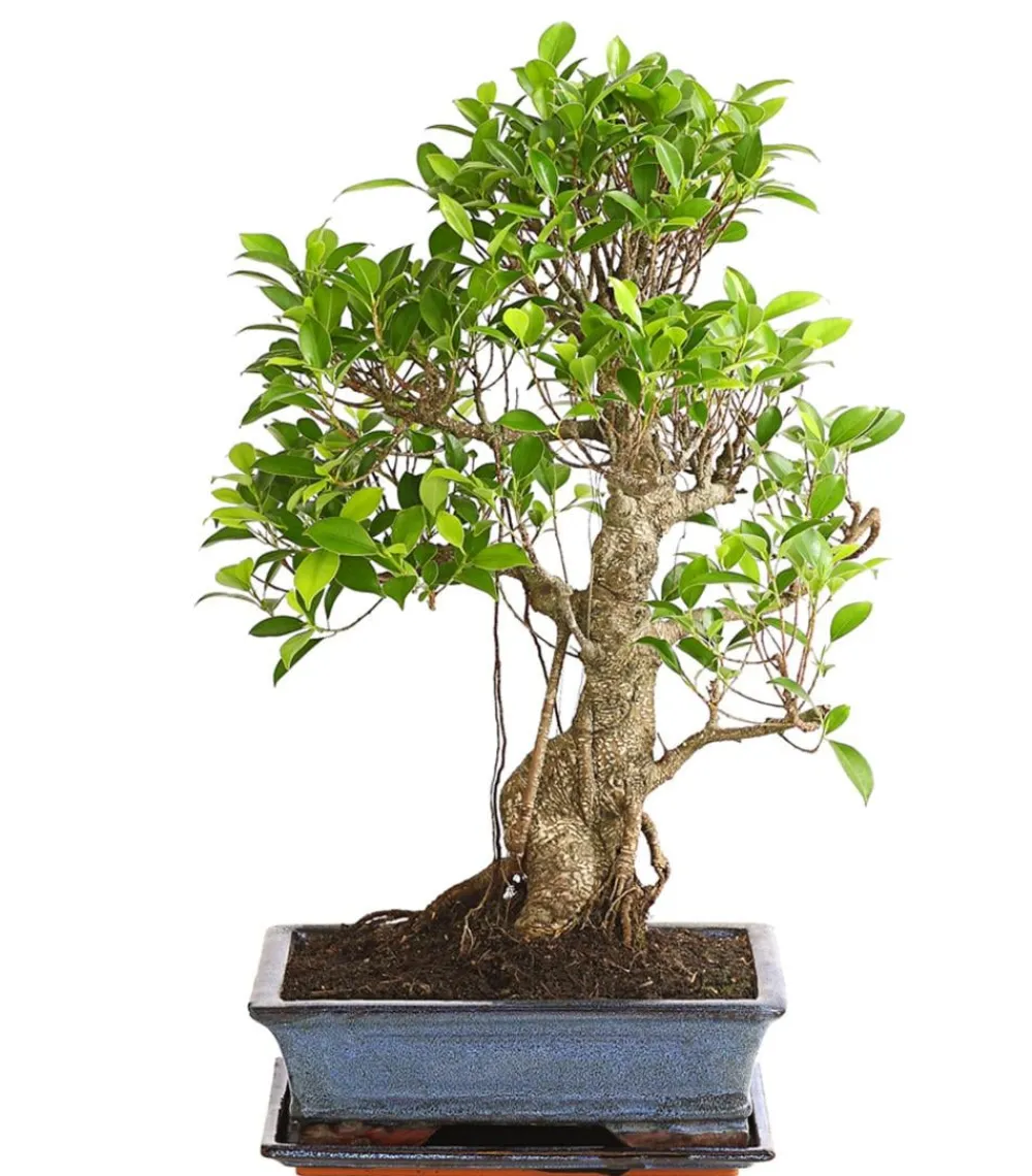 Dehner Chinesische Feige - Ficus retusa 'Ginseng', in Keramik, eckig Grün Outlet