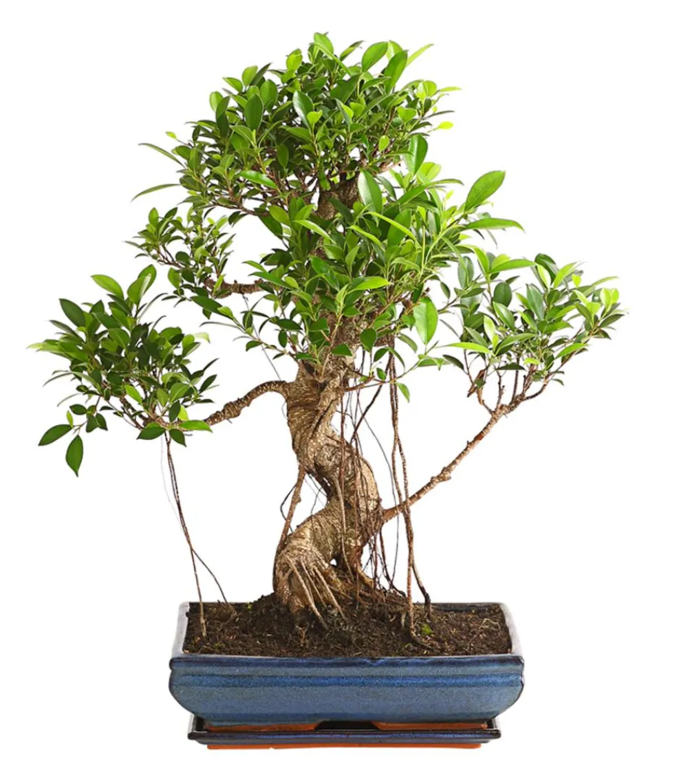 Dehner Chinesische Feige - Ficus retusa 'Ginseng', in Keramik, eckig Grün Hot