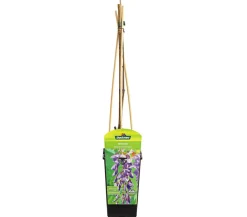 Dehner Kletterpflanzen > Chinesischer Blauregen - Wisterie, blau