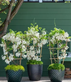 Dehner Chinesischer Blauregen - Wisterie, Weiß