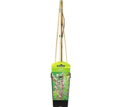 Dehner Kletterpflanzen - Chinesischer Blauregen - Wisterie, Rosa