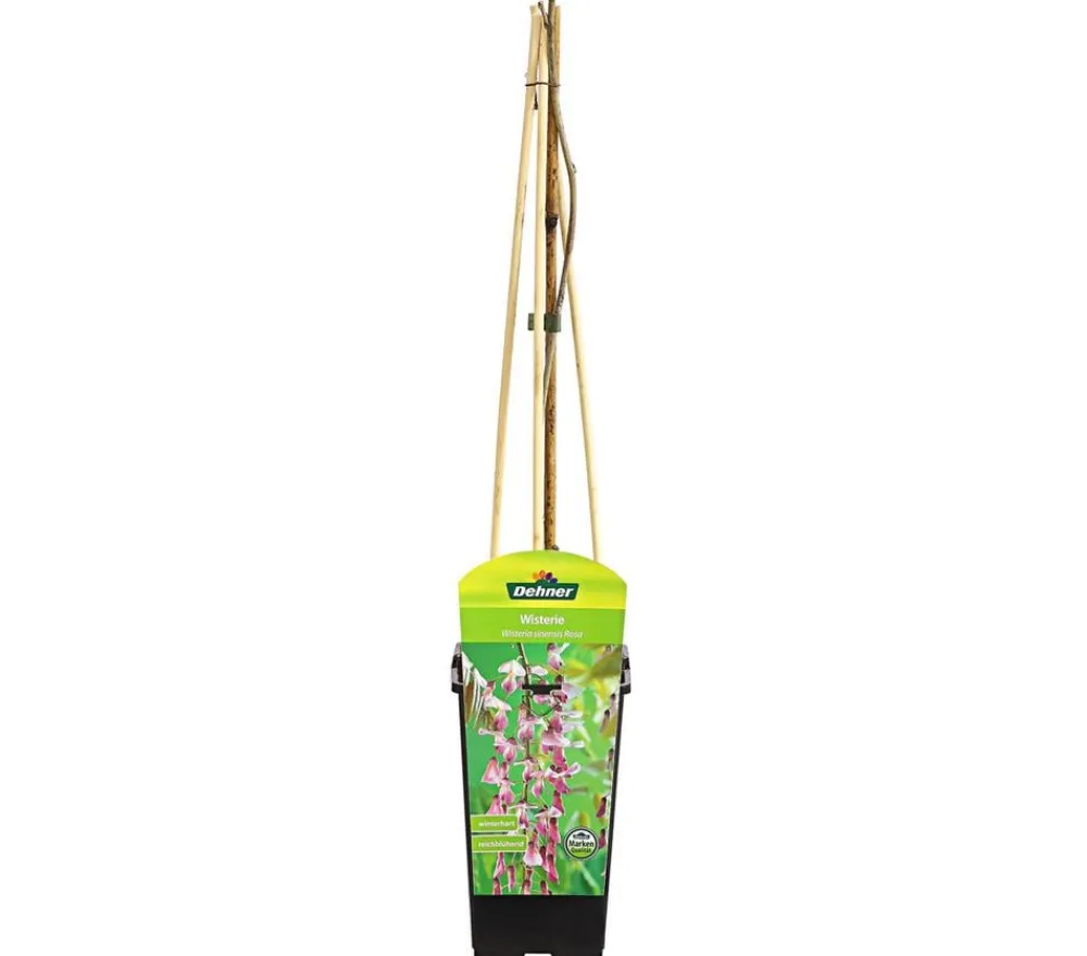 Dehner Kletterpflanzen - Chinesischer Blauregen - Wisterie, Rosa