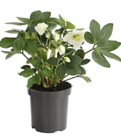 Dehner Blatt- & Schattenstauden > Christrose