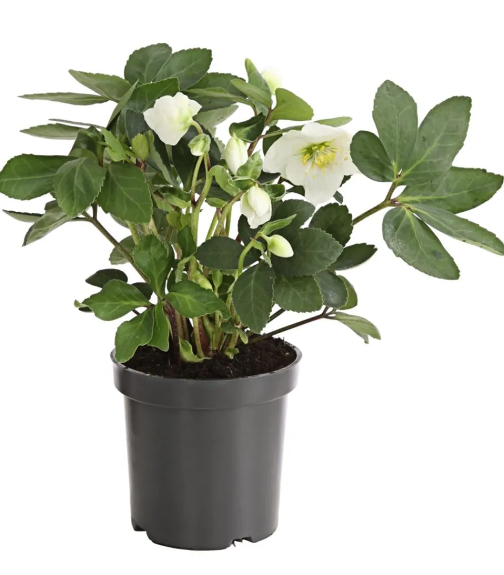Dehner Blatt- & Schattenstauden > Christrose