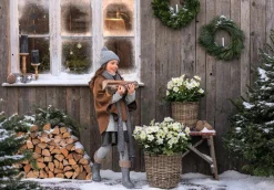 Dehner Blatt- & Schattenstauden > Christrose
