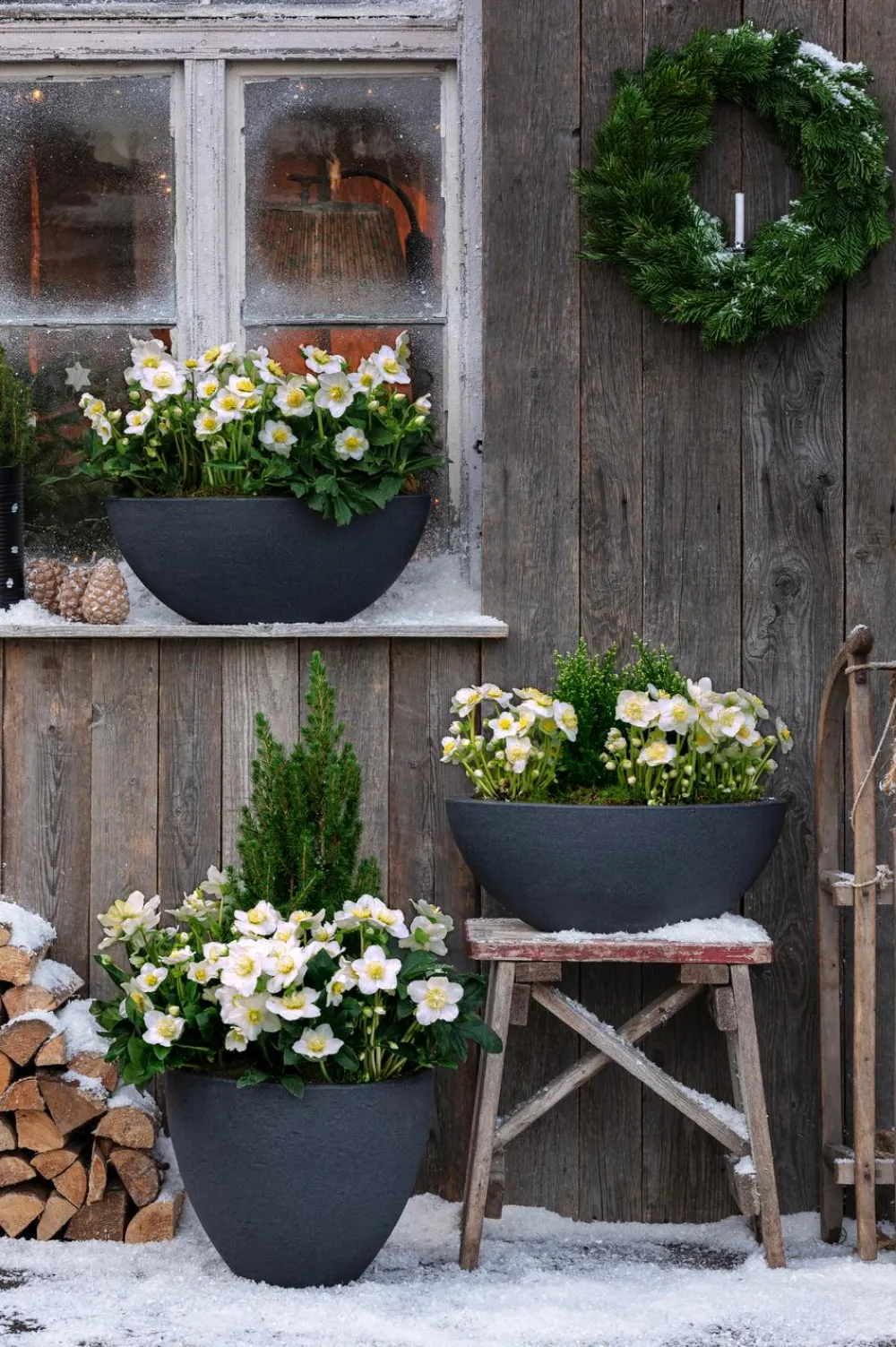 Dehner Blatt- & Schattenstauden > Christrose