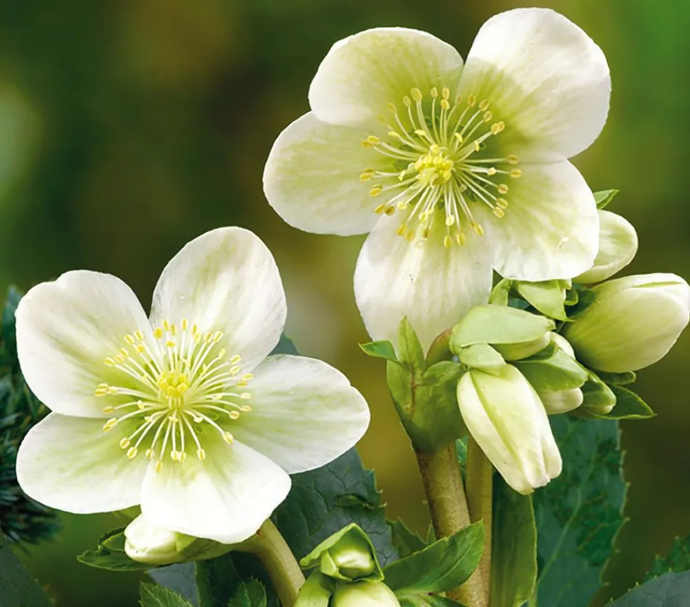 Dehner Blatt- & Schattenstauden > Christrose
