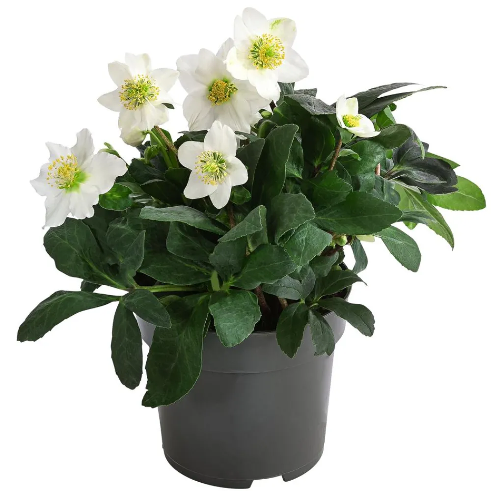 Dehner Blatt- & Schattenstauden > Christrose